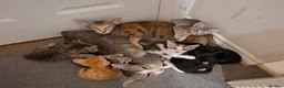 Oriental cats for sale: Beautiful Oriental Cross kittens - Advert 7