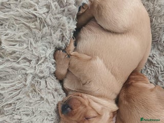 Labrador Retriever dogs Fox Red, Health Tested, KC Reg Lab Puppies - Advert 2