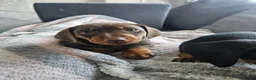 Miniature Dachshund dogs for sale: Miniature dauchshund boys - Advert 1