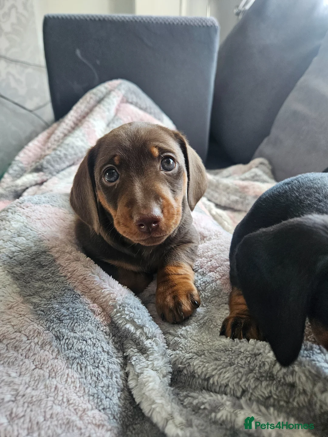 Miniature Dachshund dogs for sale: Miniature dauchshund boys - Advert 1