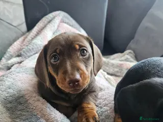 Miniature Dachshund dogs Miniature dauchshund boys - Advert 1