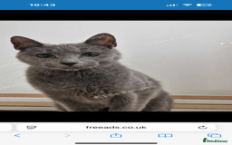 Russian Blue cats for sale: 6mth piercing eyes intact boy - Image 2