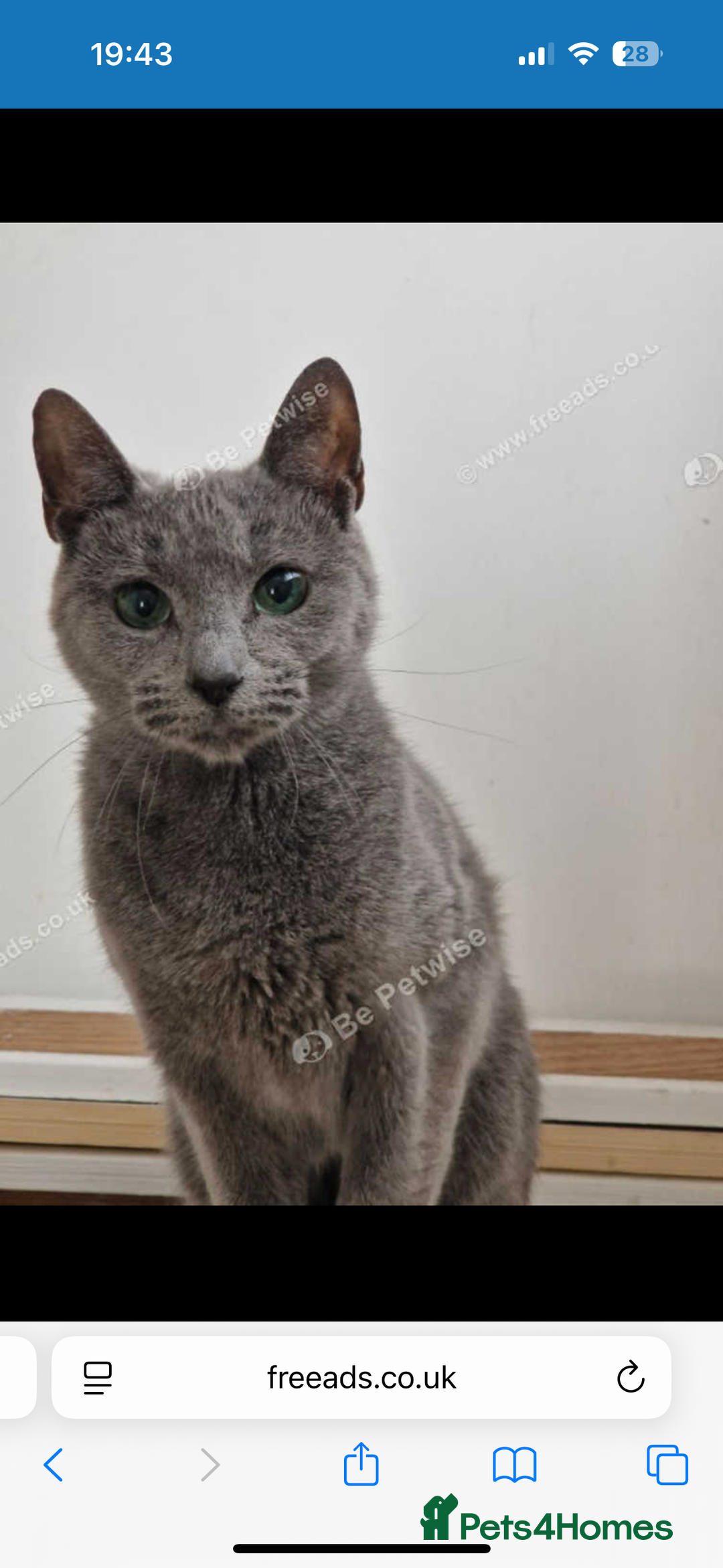 Russian Blue cats for sale: 6mth piercing eyes intact boy - Image 2