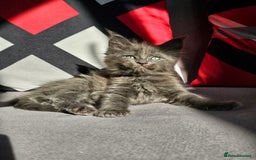 Maine Coon cats for sale: 🔥*Stunning Litter of 8💎Solid Blue Maine Coon*🔥  - Image 22