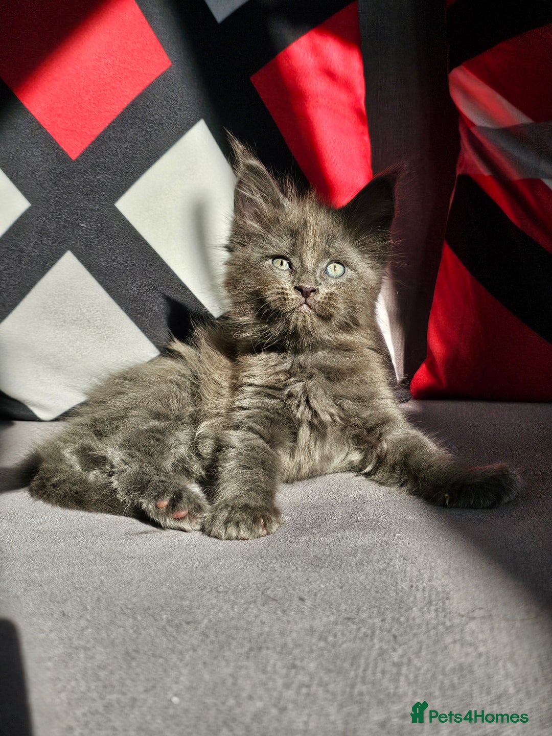 Maine Coon cats for sale: 🔥*Stunning Litter of 8💎Solid Blue Maine Coon*🔥  - Image 22