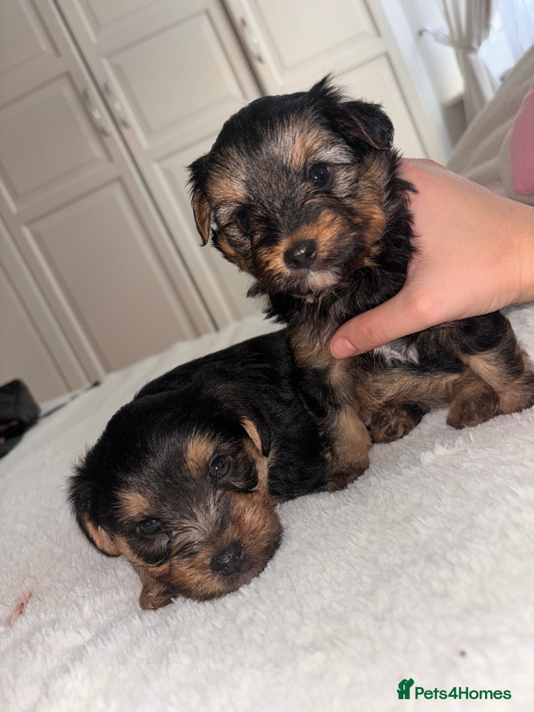 Yorkshire Terrier dogs for sale: Pedigree Yorkshire Terrier - Advert 18