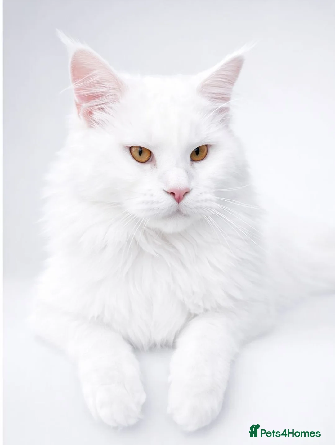 Maine Coon cats for stud: a big boy with a very rare color - Advert 4