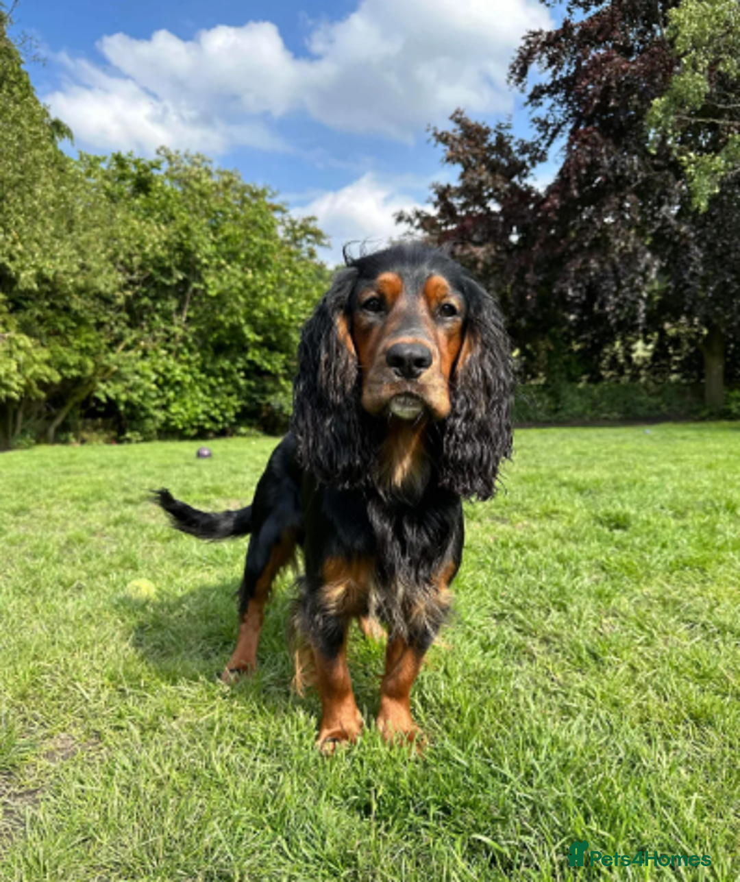 Cocker Spaniel dogs for sale: 🐾 KC Reg - Working Cocker spaniel DNA Tested 🧬 - Image 18