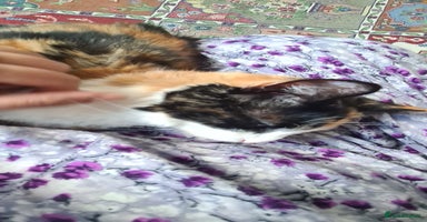 Mixed Breed cats - Advert 15
