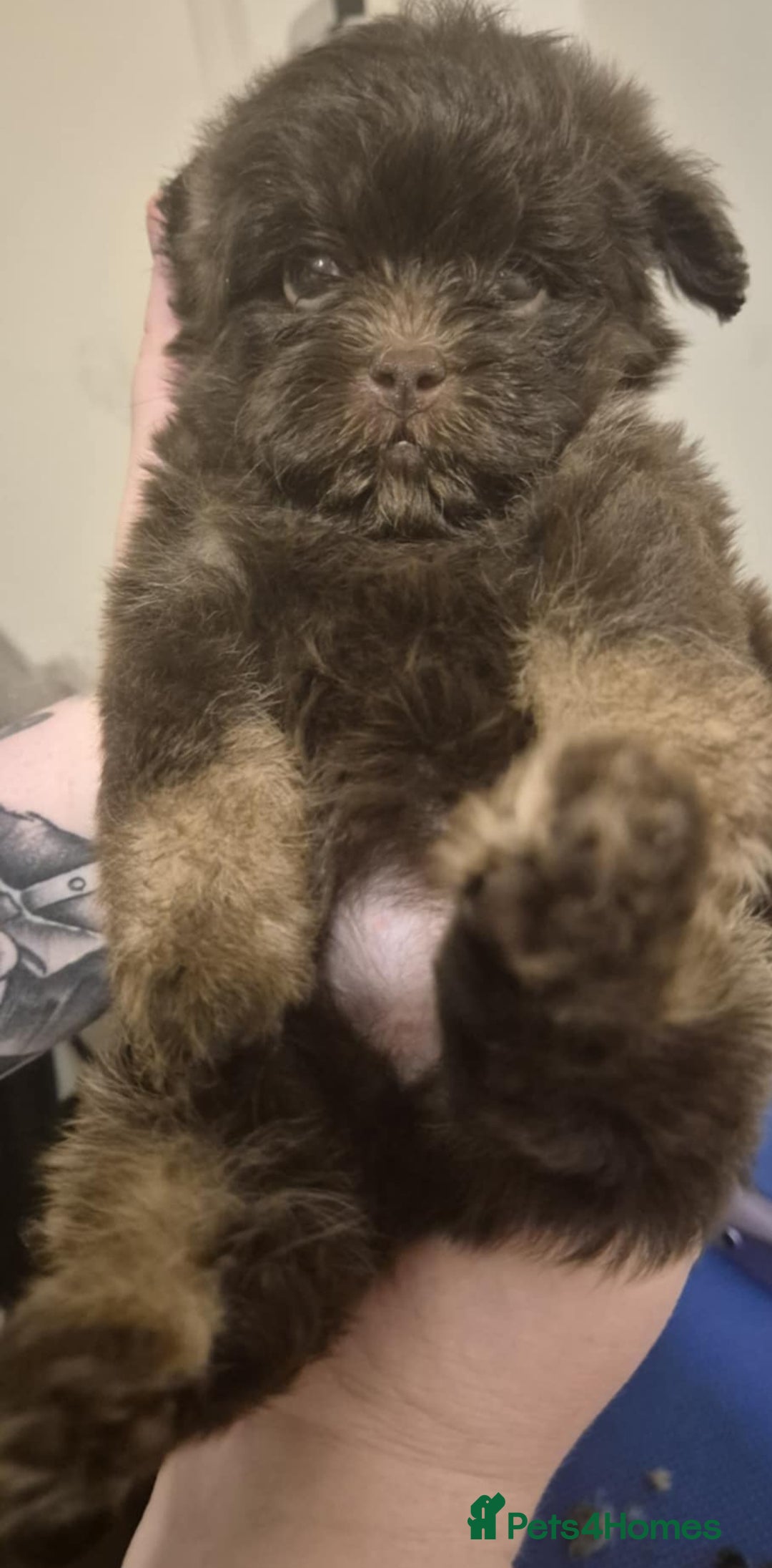 Shihpoo dogs for sale: Beautiful Chocolate & Tan Girl Ready Next Week  - Image 1