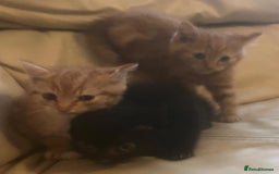 British Shorthair cats for sale: Georgous litter of British short-hair kittens - Image 10