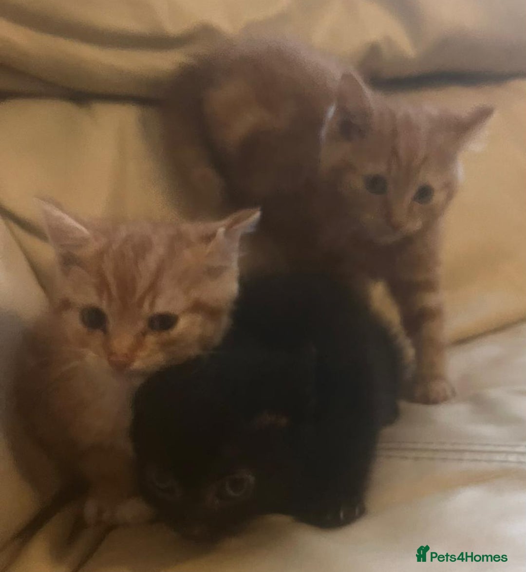 British Shorthair cats for sale: Georgous litter of British short-hair kittens - Image 10