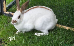 English Spot rabbits for sale: Torte English spot  - Image 3