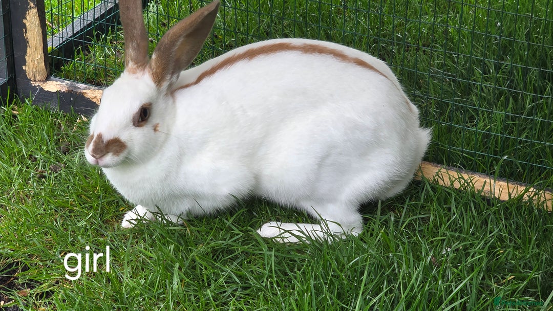 English Spot rabbits for sale: Torte English spot  - Image 3