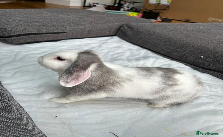 Mini Lop rabbits - Advert 8