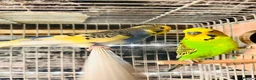 Budgerigars birds for sale: Various proven breeding pair budgies  - Advert 8