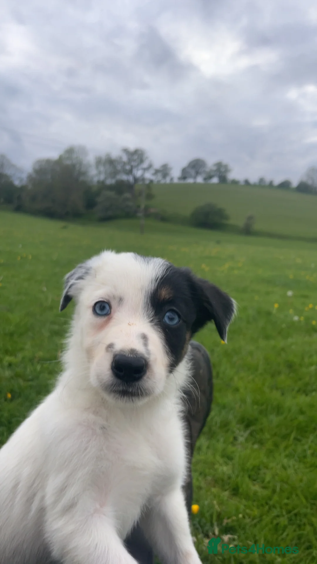 Mixed Breed dogs for sale: Beautiful collie pups  - Advert 2