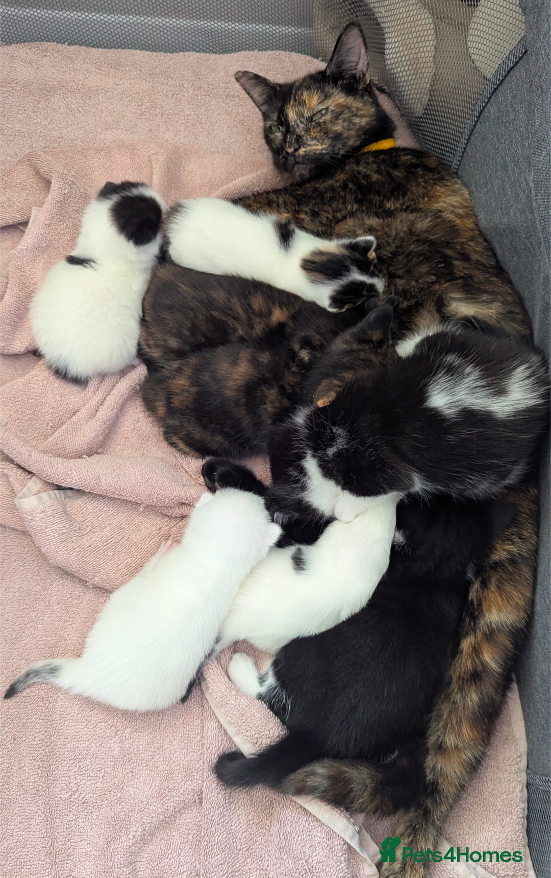 Mixed Breed cats for sale: White male kitten and 2 female kittens - Image 17