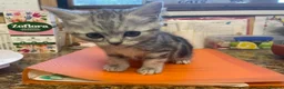 Mixed Breed cats for sale: Chocolate box kittens! - Advert 3