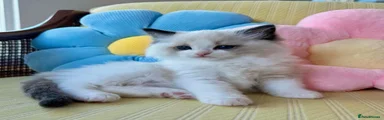 Ragdoll 4