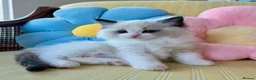 Ragdoll cats for sale: Fluffy Ragdoll Kittens. in Greenock - Advert 5