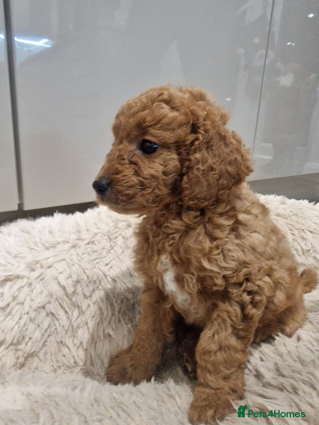 Cockapoo dogs for sale: 3 Gorgeous Apricot Cockapoo Puppies  - Advert 13