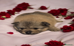 Pomeranian dogs for sale: Teddy Bear poms  - Advert 7