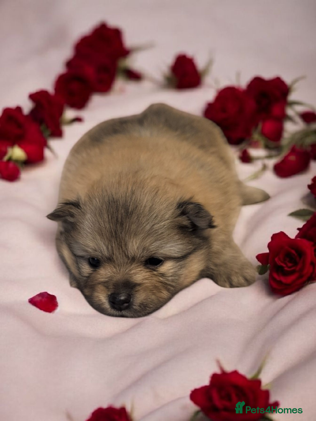 Pomeranian dogs for sale: Teddy Bear poms  - Advert 7