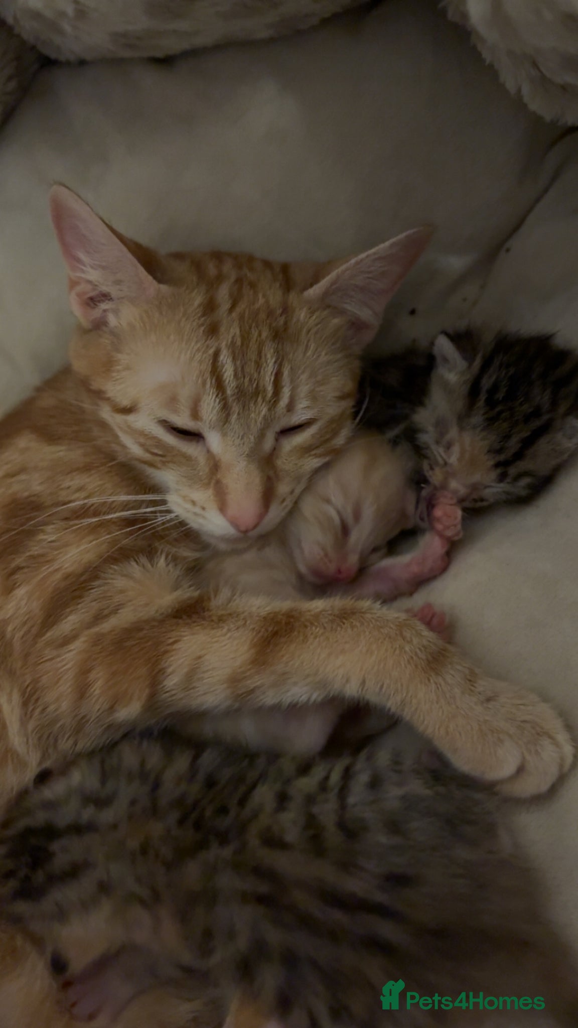 Mixed Breed cats 3 kittens available❤️ - Advert 3