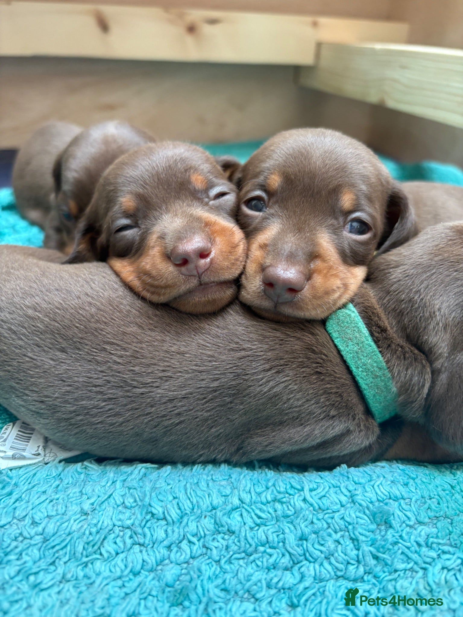 Miniature Dachshund dogs KC Registered Miniature Dachshund Puppies - Advert 1