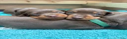 Miniature Dachshund dogs for sale: KC Registered Miniature Dachshund Puppies - Advert 12