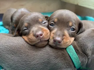 Miniature Dachshund dogs KC Registered Miniature Dachshund Puppies - Advert 1
