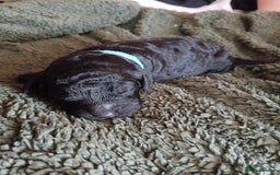 Cockapoo dogs for sale: READY NOW 5* F2B Merle Cockapoos - Image 14