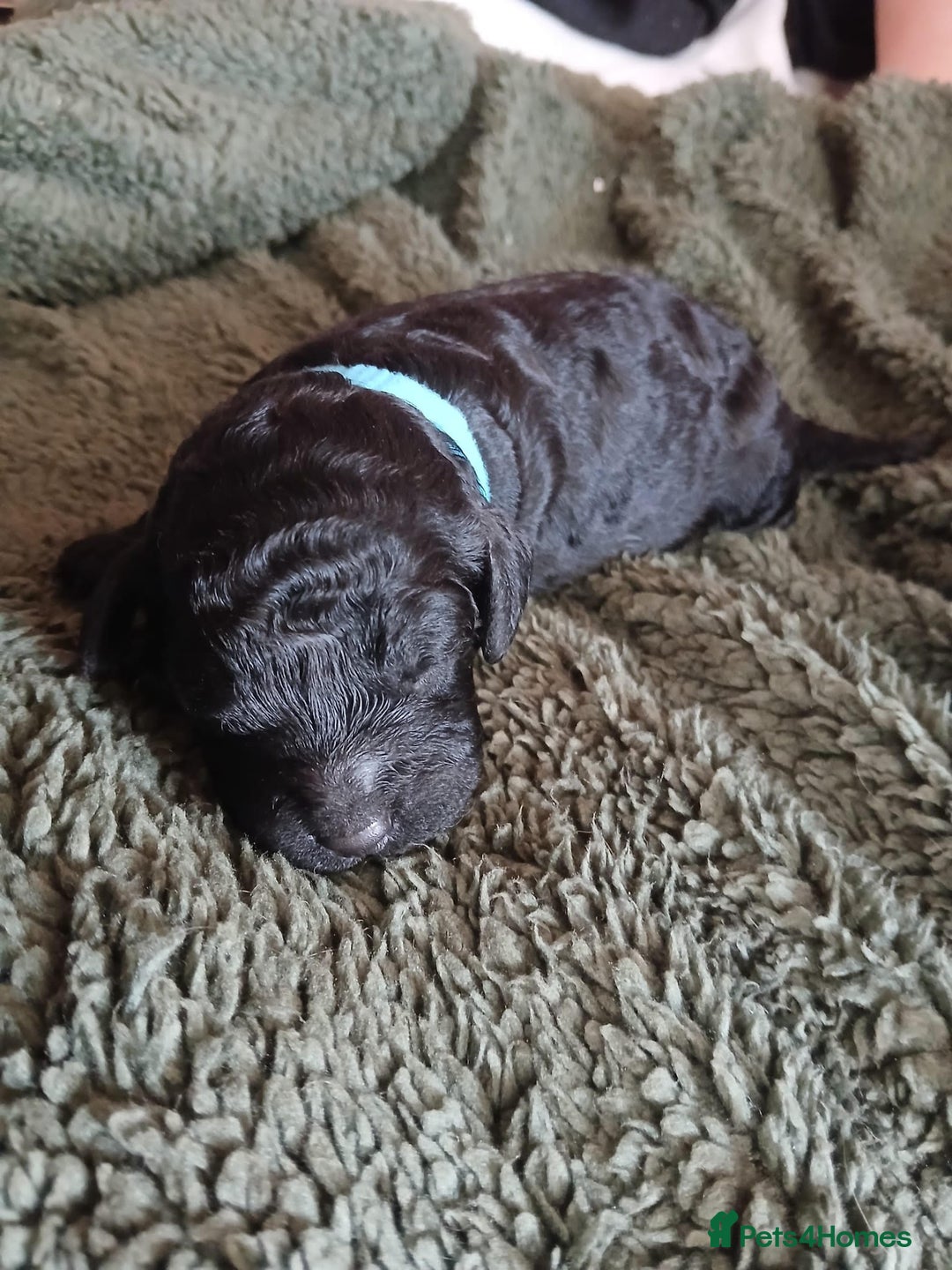 Cockapoo dogs for sale: READY NOW 5* F2B Merle Cockapoos - Image 14