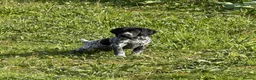 German Shorthaired Pointer dogs for sale: Bred for Temperament and working - Advert 8