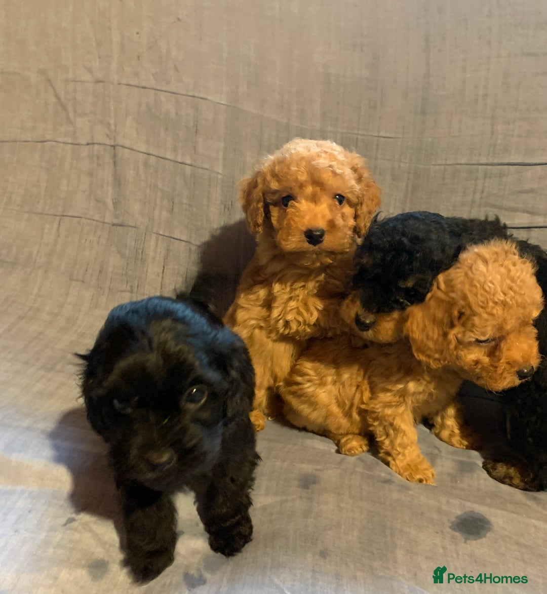Cockapoo dogs for sale: Beautiful toy cockapoo puppies  - Advert 6