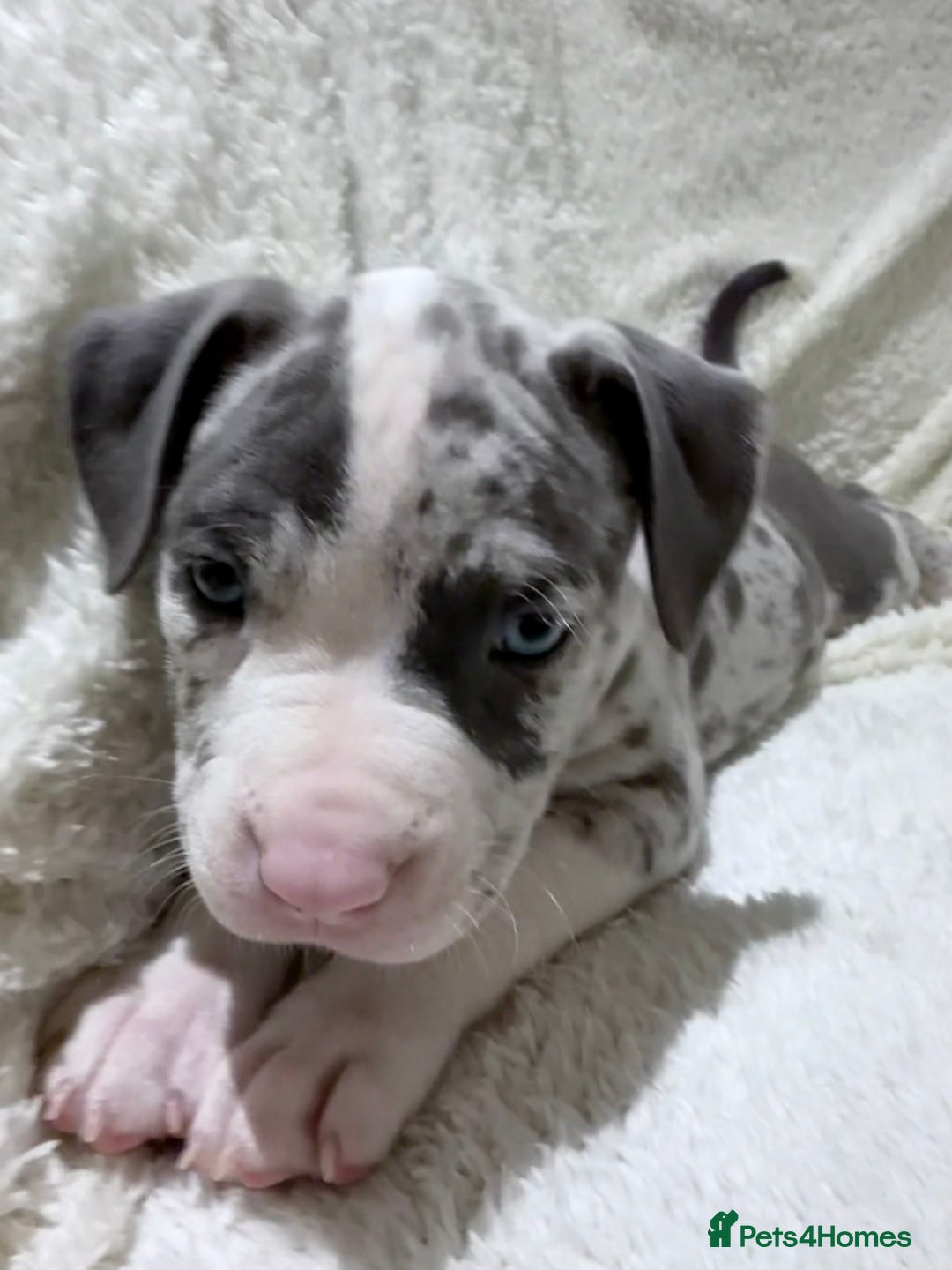 American Bully dogs for sale: Abkc Pocket Bully X Abkc classic Bully puppies - Image 6