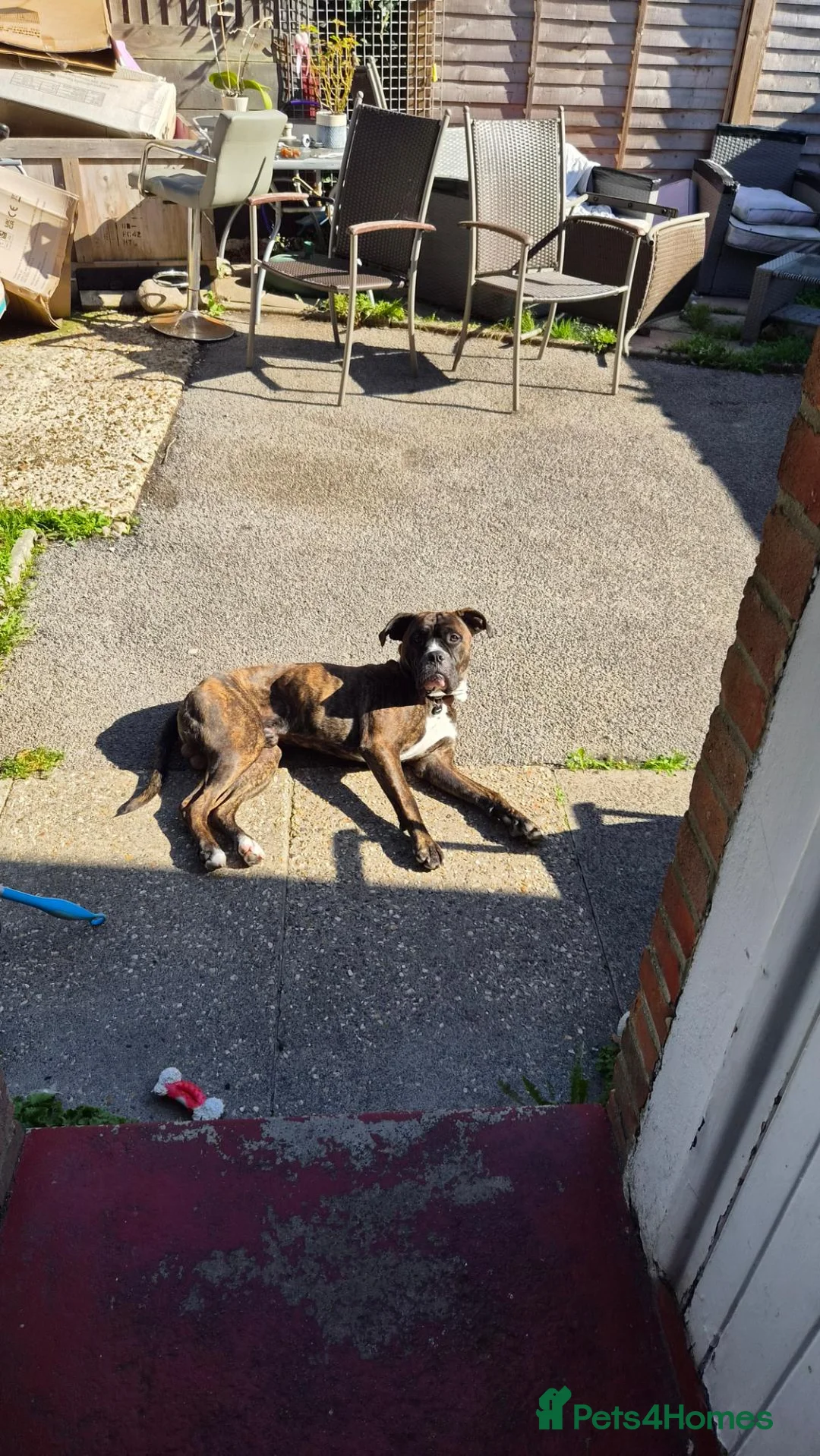 Mixed Breed dogs for sale: COOPER  - Advert 2