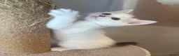 Mixed Breed cats for sale: Gorgeous Kittens Looking for Loving Homes - Advert 17