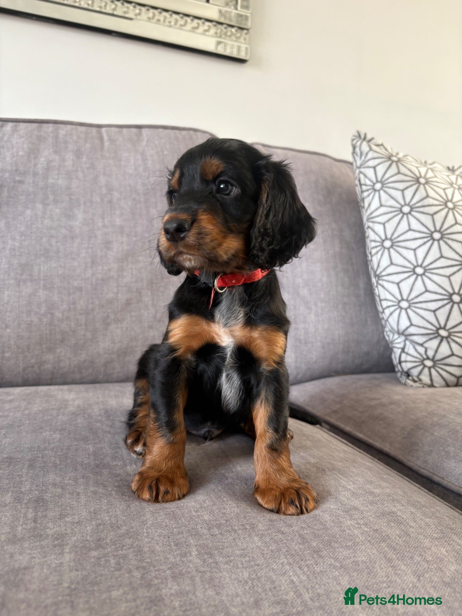 Cocker Spaniel dogs BEAUTIFUL BLACK AND TAN COCKER PUPS, 4 LEFT!  - Advert 1