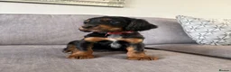 Cocker Spaniel dogs for sale: Beautiful tri coloured cocker spaniel pups   - Advert 16