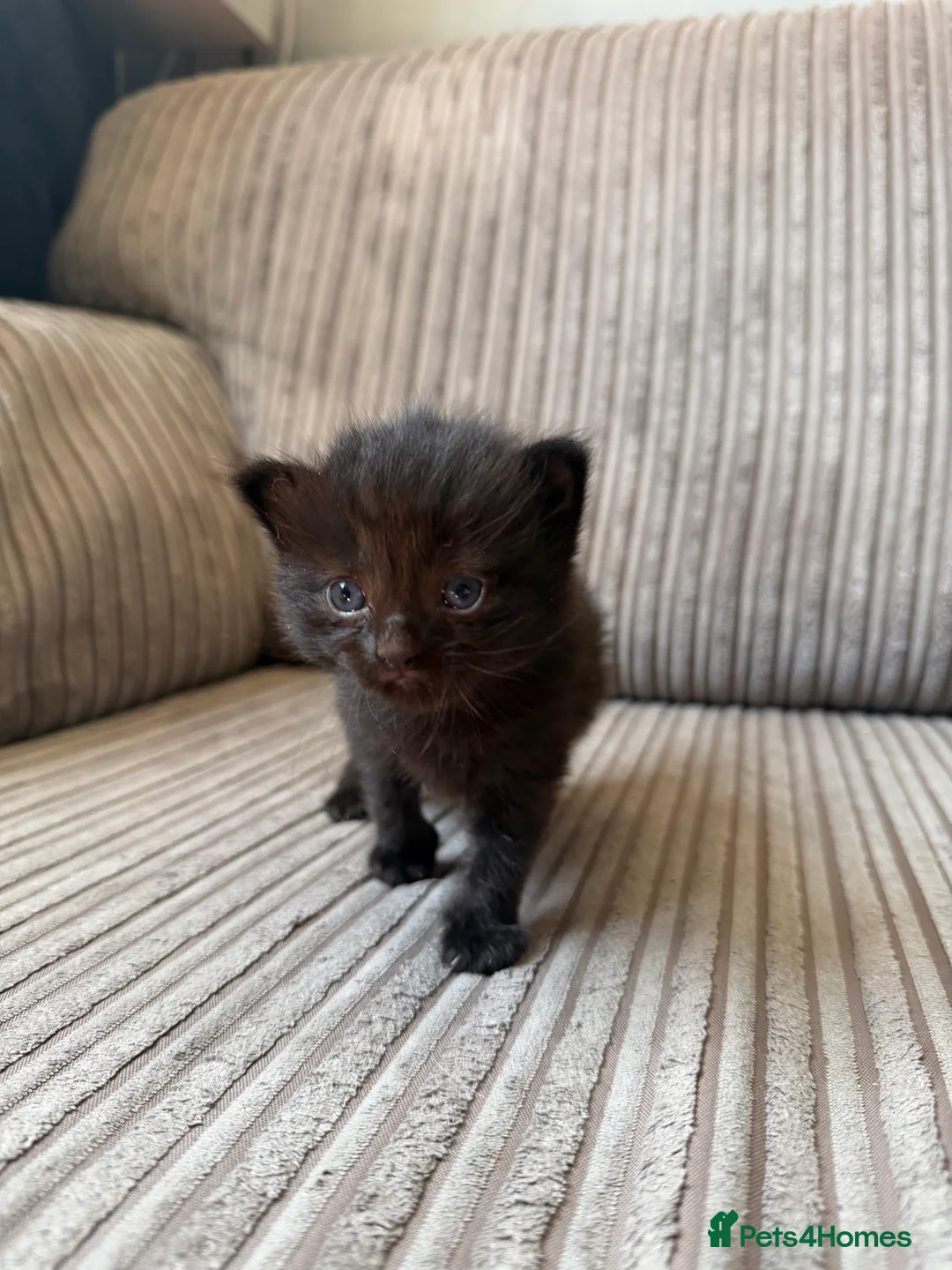 Mixed Breed cats for sale: Half ragdoll kittens  - Advert 2