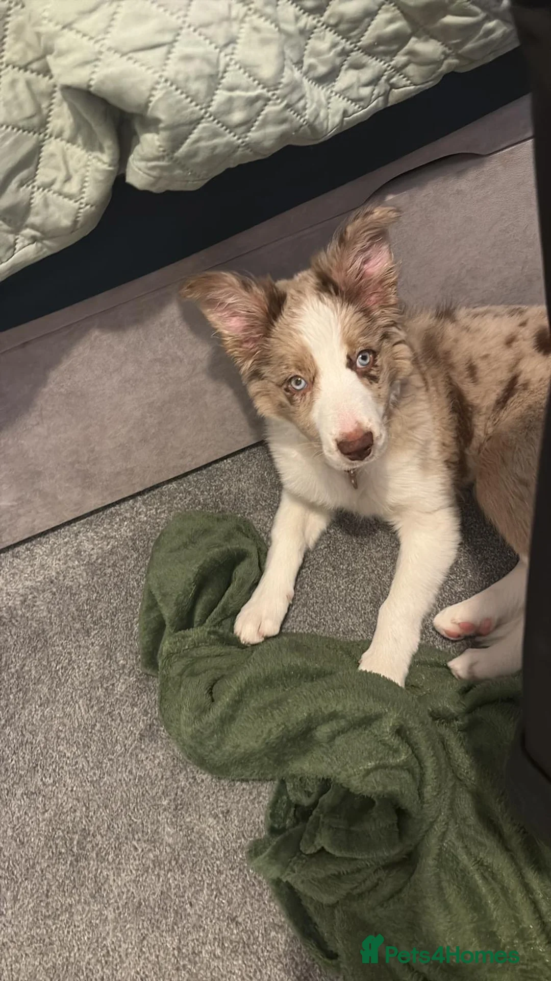 Border Collie dogs for stud: **STUD ONLY!!** - Advert 8