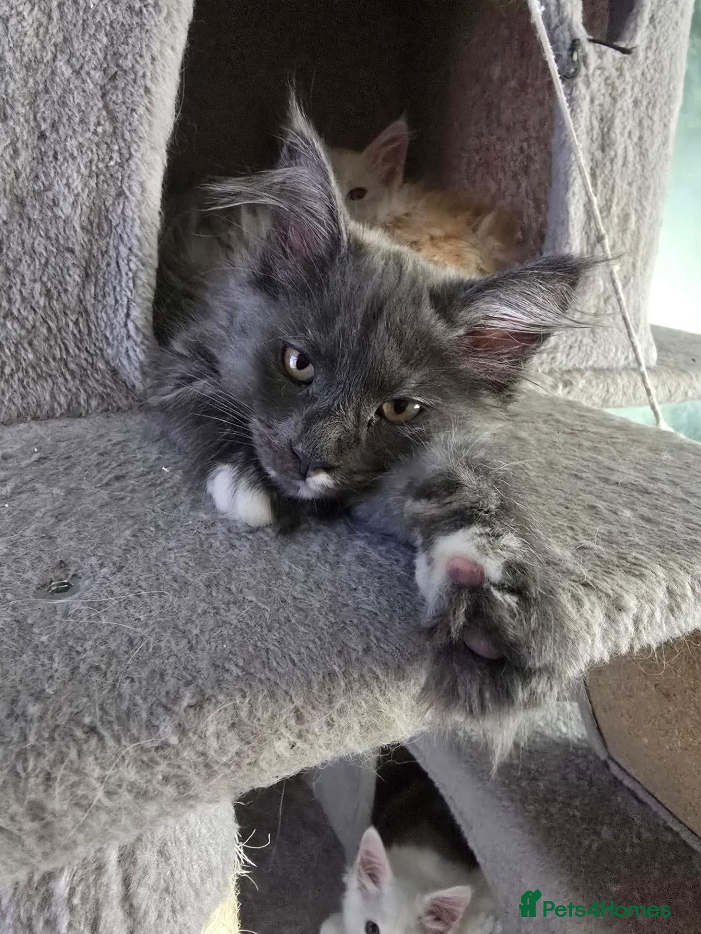 Maine Coon cats Last Amazing Girl pure bread Maine Coons kittens  - Advert 2