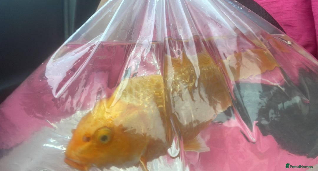 Koi Carp fish for sale: Koi carp  - Image 4