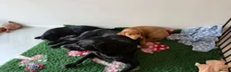 Labrador Retriever dogs for sale: Duel purpose Labrador  - Advert 9