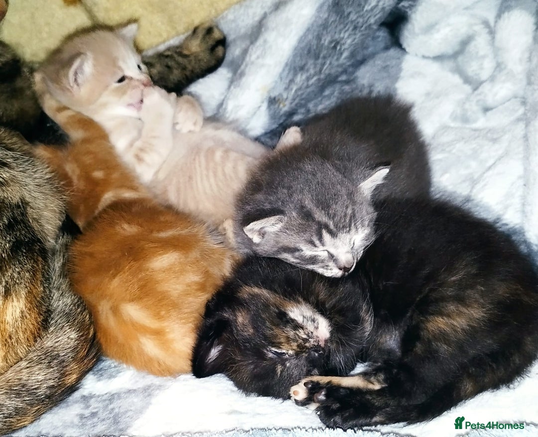 Mixed Breed cats for sale: Amazing, very beautiful kittens 3 boys, 1 girl - Advert 8