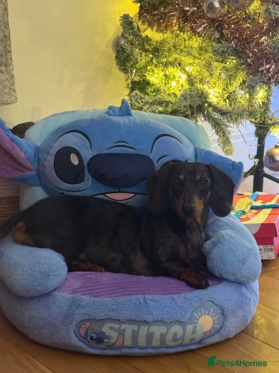 Miniature Dachshund dogs for sale: Miniature Dapple Daschund - Advert 3