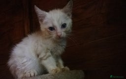 Mixed Breed cats for sale: Six Lovely Brown and Ginger Kittens - Image 2