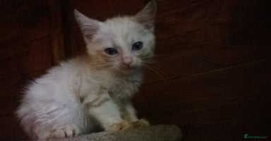 Mixed Breed cats - Advert 9